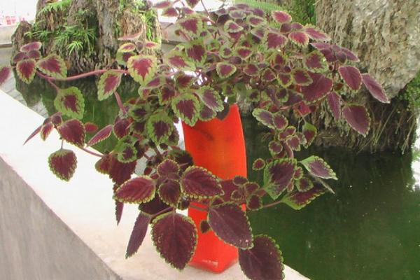 彩葉草可以水培嗎 彩葉草的水培養殖方法