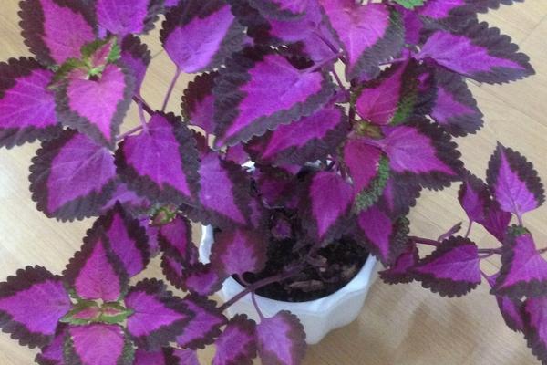 彩葉草可以水培嗎 彩葉草的水培養殖方法