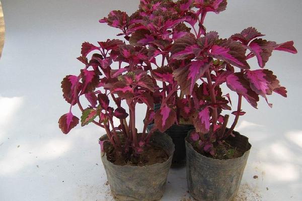 彩葉草可以水培嗎 彩葉草的水培養殖方法