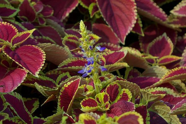 彩葉草可以水培嗎 彩葉草的水培養殖方法