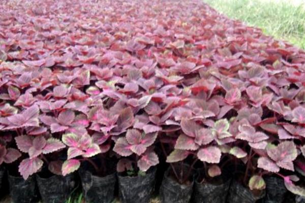 彩葉草可以水培嗎 彩葉草的水培養殖方法