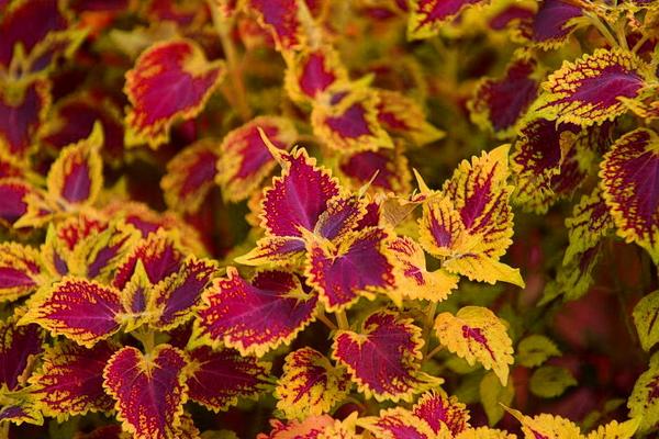 彩葉草怎么種 彩葉草養殖方法與注意事項