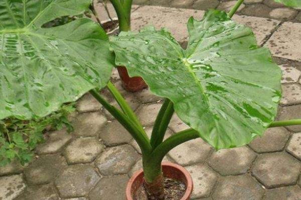 滴水觀音和海芋的區別是什么 滴水觀音為什么不滴水