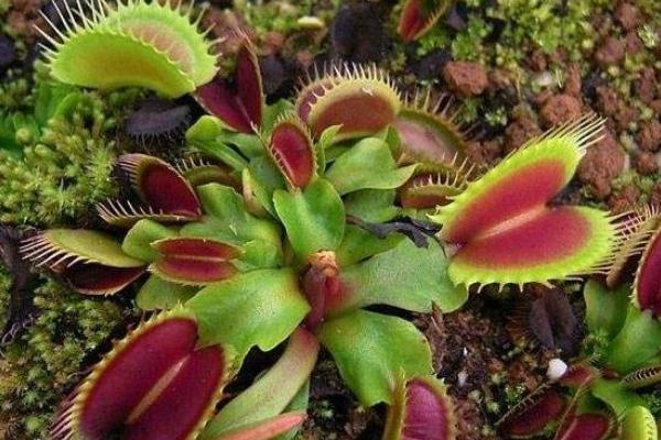 捕蠅草圖片大全 捕蠅草的作用