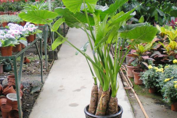 滴水觀音水培的養(yǎng)殖方法 滴水觀音的生長習(xí)性