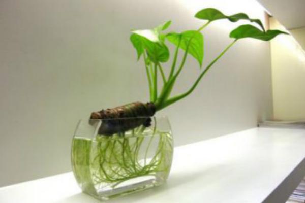 滴水觀音水培的養(yǎng)殖方法 滴水觀音的生長習(xí)性