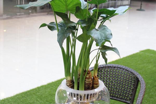 滴水觀音水培的養(yǎng)殖方法 滴水觀音的生長習(xí)性