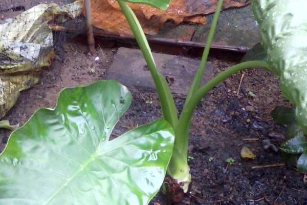 滴水觀音水培的養(yǎng)殖方法 滴水觀音的生長習(xí)性