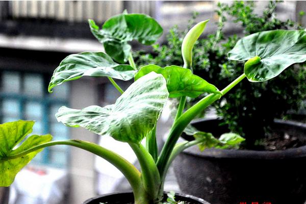 滴水觀音水培的養(yǎng)殖方法 滴水觀音的生長習(xí)性