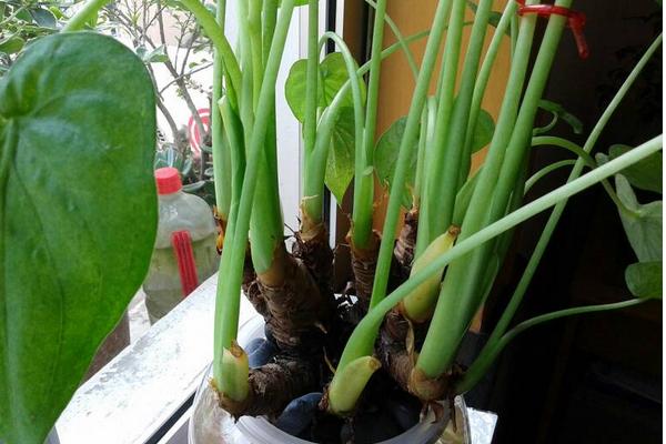 滴水觀音水培的養(yǎng)殖方法 滴水觀音的生長習(xí)性