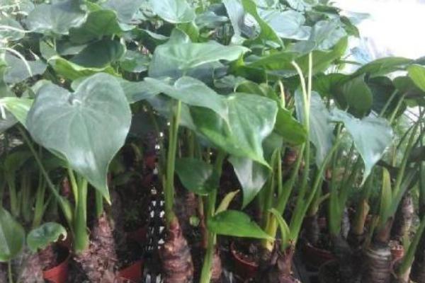 滴水觀音水培的養(yǎng)殖方法 滴水觀音的生長習(xí)性