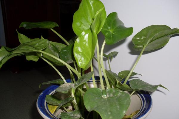 滴水觀音水培的養(yǎng)殖方法 滴水觀音的生長習(xí)性