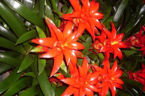 鴻運當頭冬天怎么養 鴻運當頭的四季養護方法