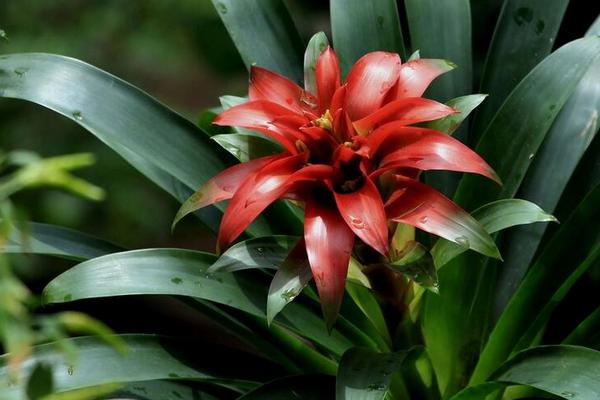 鴻運(yùn)當(dāng)頭花不紅怎么辦（原因及解決方法） 鴻運(yùn)當(dāng)頭如何施肥