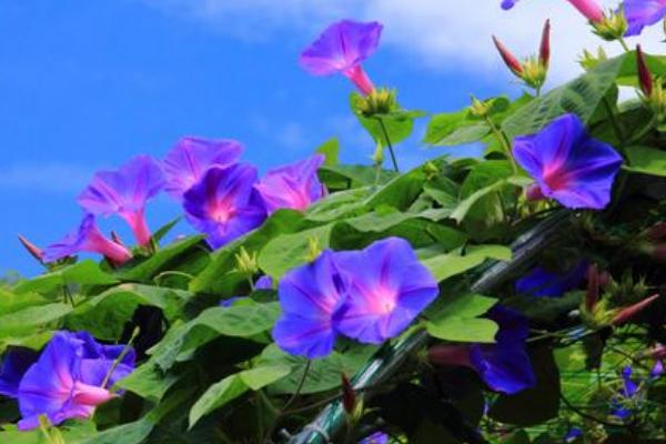 牽牛花功效與作用及禁忌 牽牛花什么時候開花