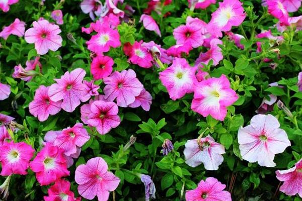 牽牛花和喇叭花一樣嗎 牽牛花是喇叭花嗎