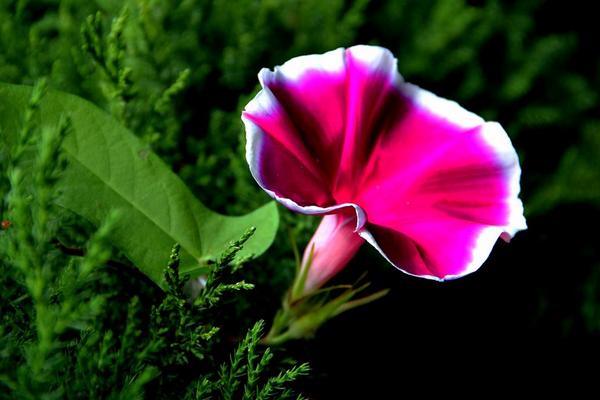 牽牛花圖片大全 牽牛花的花語