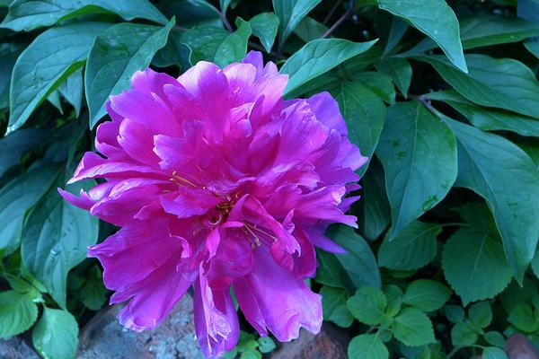 芍藥怎么種 芍藥花的種植方法與注意事項