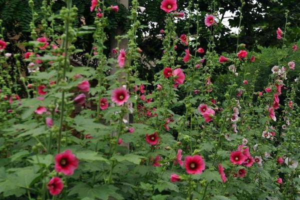蜀葵的種植方法與注意事項 蜀葵有哪些品種