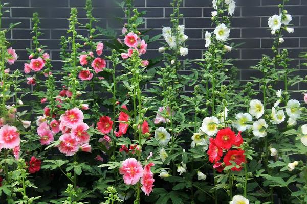 蜀葵種子市場價格多少錢一斤 蜀葵種子的播種方法