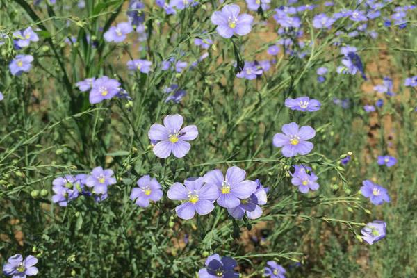 勿忘我花怎么澆水 勿忘我花繁殖方法