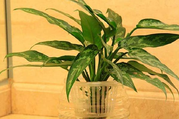 銀皇后的水培養殖方法 銀皇后家庭養殖方法與注意事項