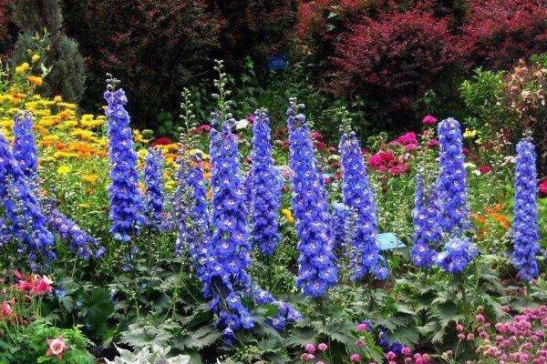 飛燕草圖片大全 飛燕草花語