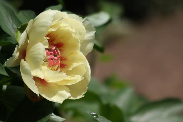 芍藥的功效與作用及禁忌 芍藥的主要產(chǎn)地