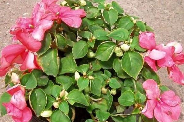 鳳仙花治療灰指甲嗎 鳳仙花藥用價值