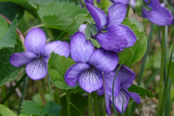 紫羅蘭的原產(chǎn)地在哪里   紫羅蘭的生長(zhǎng)習(xí)性