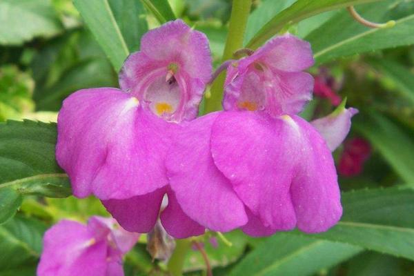 鳳仙花治療灰指甲嗎 鳳仙花藥用價值