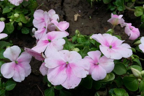 鳳仙花治療灰指甲嗎 鳳仙花藥用價值