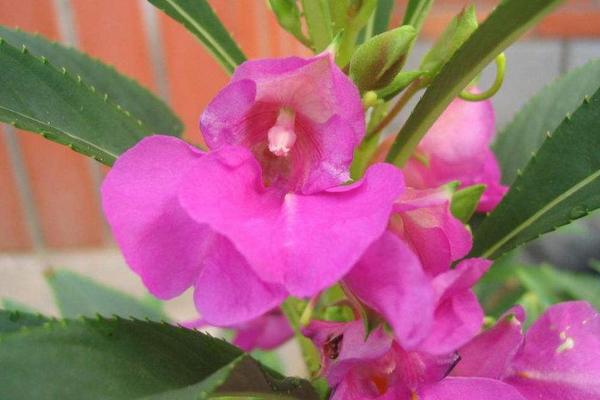 鳳仙花繁殖方法 鳳仙花是怎么傳播種子的