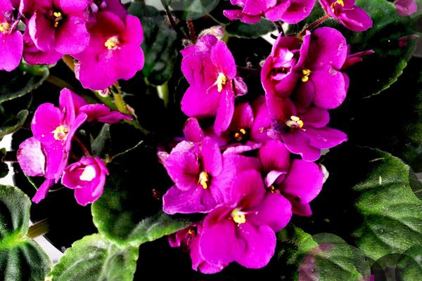 紫羅蘭的折法（圖解步驟）  紫羅蘭的花語和傳說