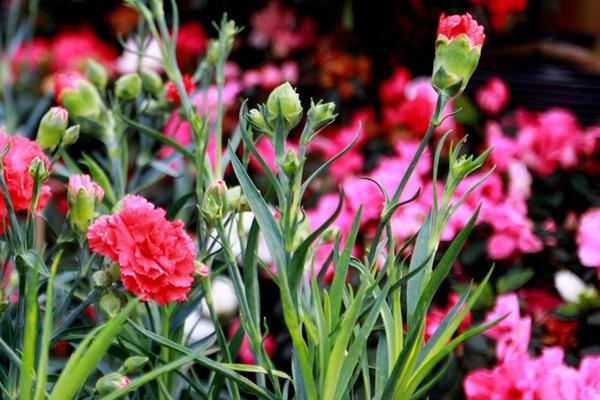 康乃馨有毒嗎 康乃馨能放在室內臥室嗎