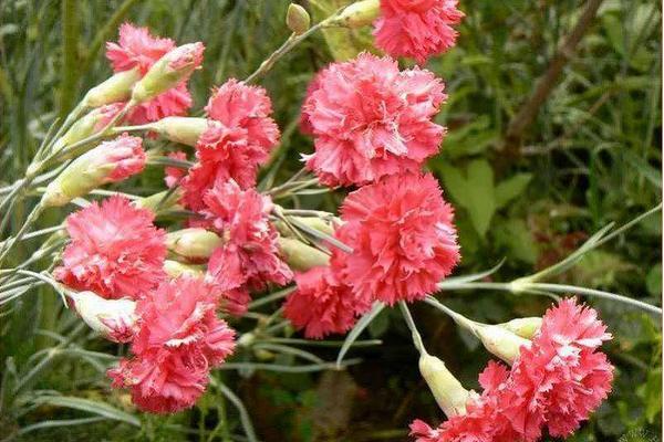 康乃馨怎么水養 康乃馨水培養殖方法與注意事項