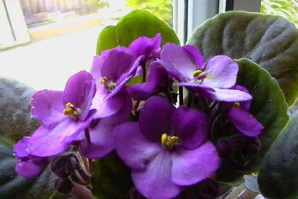 紫羅蘭的功效與作用及禁忌 紫羅蘭花泡茶的功效與作用