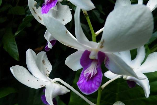 紫羅蘭的功效與作用及禁忌 紫羅蘭花泡茶的功效與作用