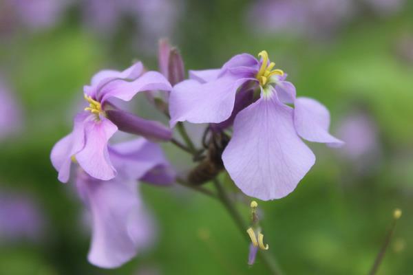 紫羅蘭的功效與作用及禁忌 紫羅蘭花泡茶的功效與作用