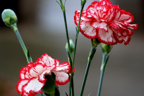 康乃馨圖片大全 康乃馨花語及寓意