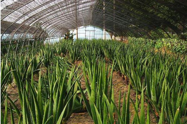 蘆薈和龍舌蘭的區別是什么 蘆薈四季澆水技巧