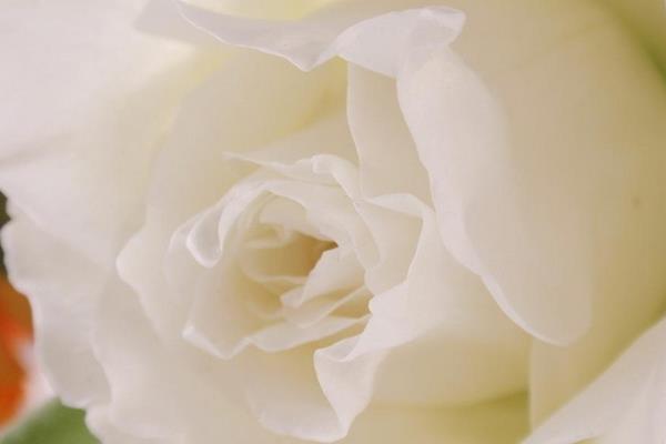 康乃馨圖片大全 康乃馨花語及寓意