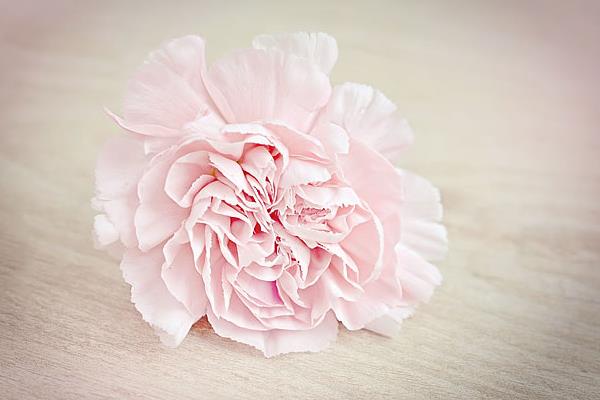 康乃馨圖片大全 康乃馨花語及寓意