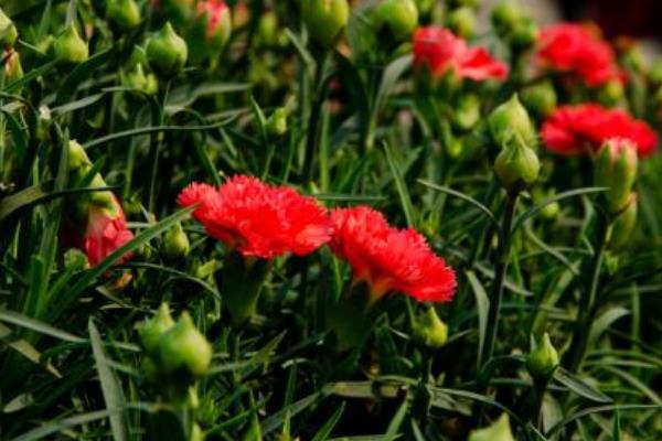 康乃馨圖片大全 康乃馨花語及寓意