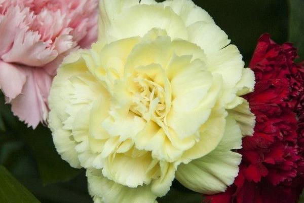 康乃馨圖片大全 康乃馨花語及寓意