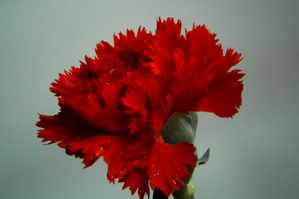 康乃馨圖片大全 康乃馨花語及寓意