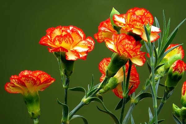 康乃馨圖片大全 康乃馨花語及寓意