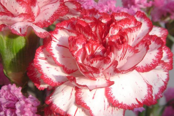 康乃馨圖片大全 康乃馨花語及寓意