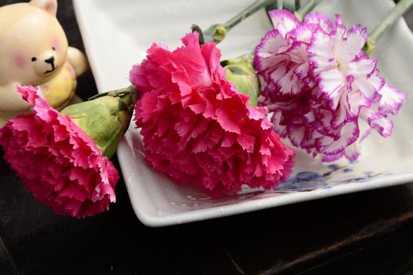 康乃馨圖片大全 康乃馨花語及寓意