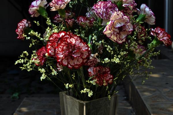 康乃馨圖片大全 康乃馨花語及寓意